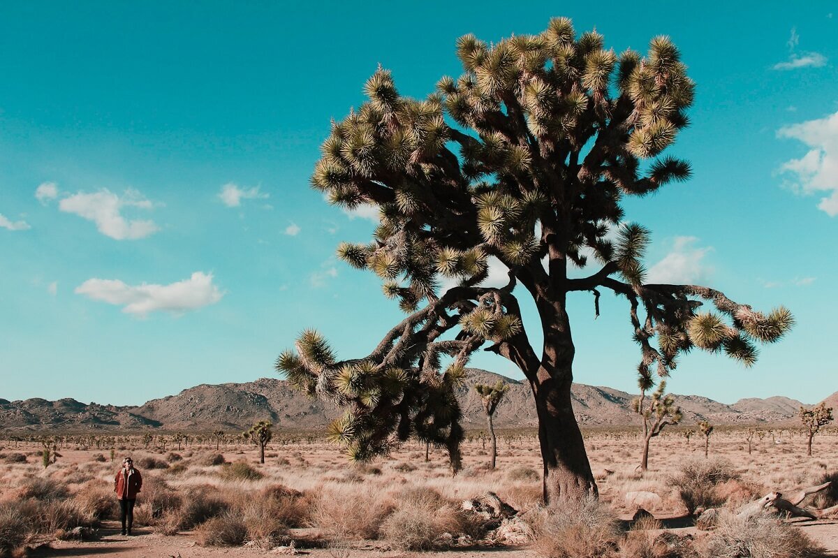 One Day Road Trip In Joshua Tree Driving Tour Of The