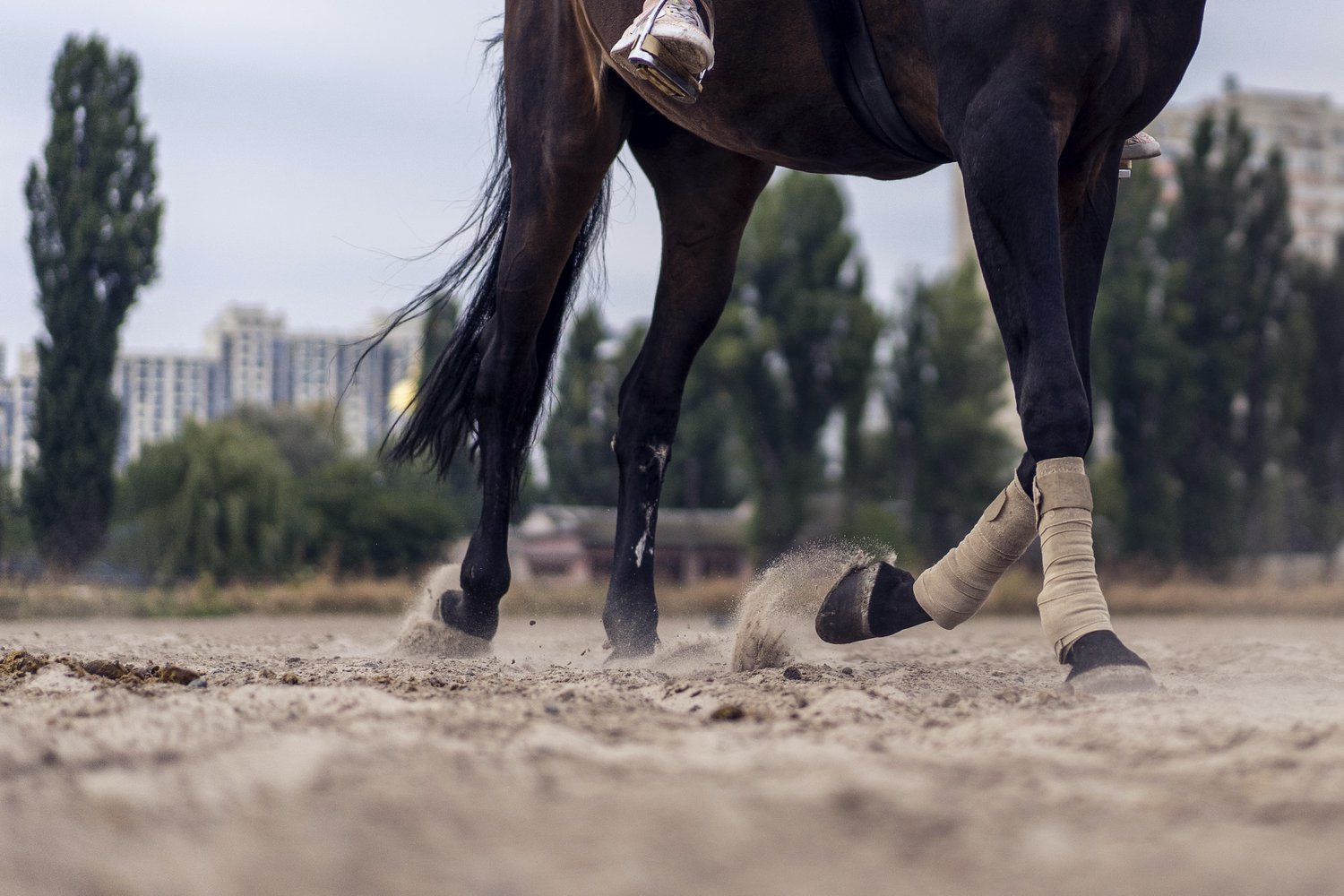 Transitioning from Horse Shoes to Barefoot — Resilient Equine