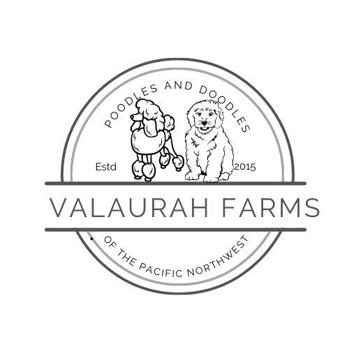 F1B Merle Goldendoodle Puppies - Valaurah Farms