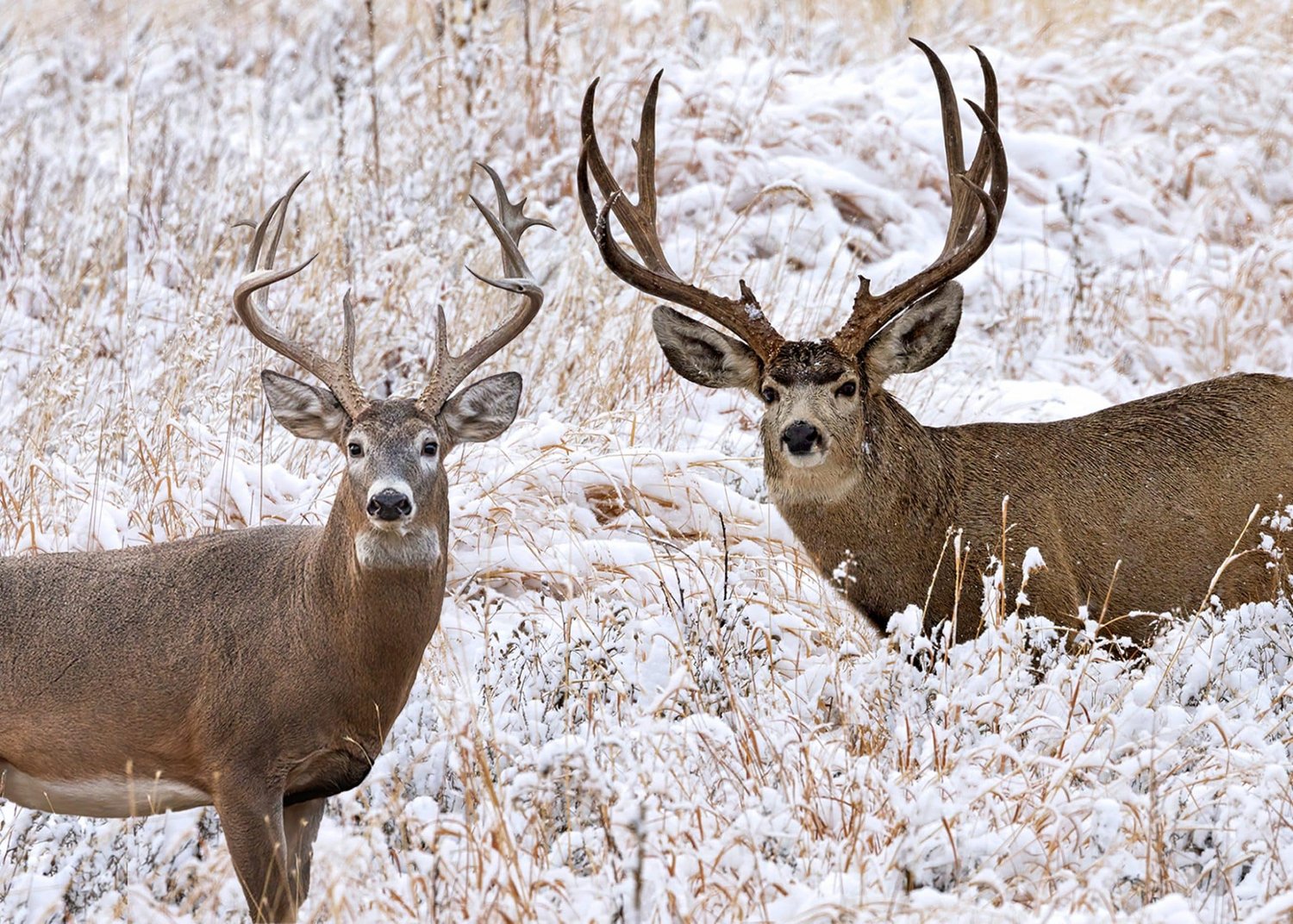 Mule Deer vs. Whitetail in Texas: What's the Difference and Where to ...