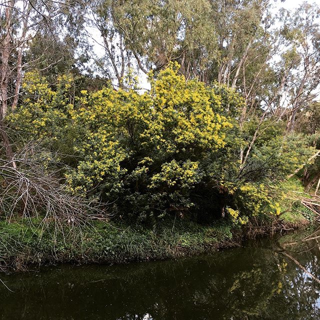 Bye bye warin and welcome guling! Have you seen the wattle blooming on Wurundjeri land? According to Aunty Joy Murphy&rsquo;s 7 seasons calendar we&rsquo;re moving from warin to guling season also known as orchid season #wurundjeriseasons #wurundjeriland