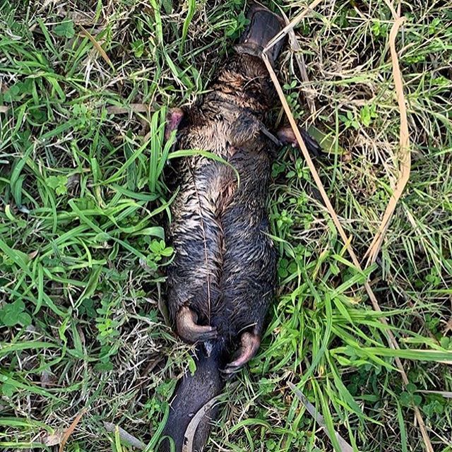 Sad news reposted from @darebin_creek a dulaiwurrung (platypus) was found dead last week because of a plastic stripe tangled in her neck #litterkills #careforcountry #plastic