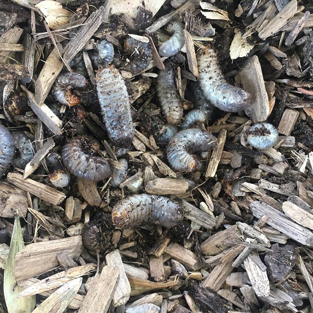 Grubs grubs grubs in the soil of #morelandprimaryschool in Wurundjeri country #grub #soil #underground #wurundjeriland #multispeciesliving #digging