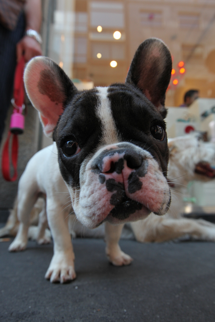 Where did the French Bulldog come from? — Jason The Dog Walker & Co.