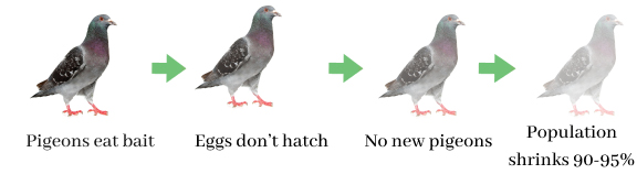 protection against pigeon poop - Pigeon Patrol Canada - Bird Control  Products & Services