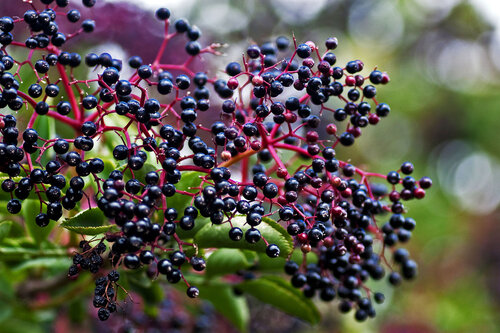 elderberry.jpg