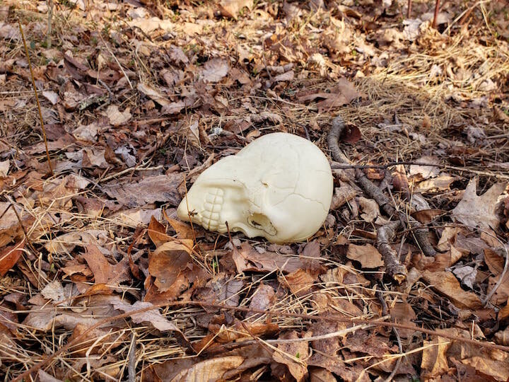 Skull in the woods, as we found it.