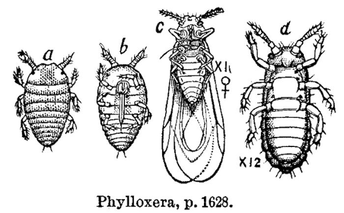 phylloxera-root-louse