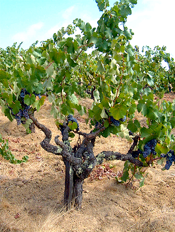 brandlin-vineyard-old-vines