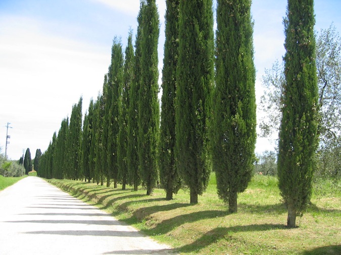 under-the-tuscan-sun-cypress-trees