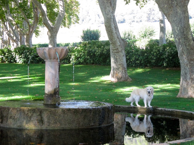 chateau-desclans-visit-dog-fountain
