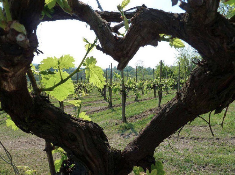 il-palagio-heart-shaped-vine