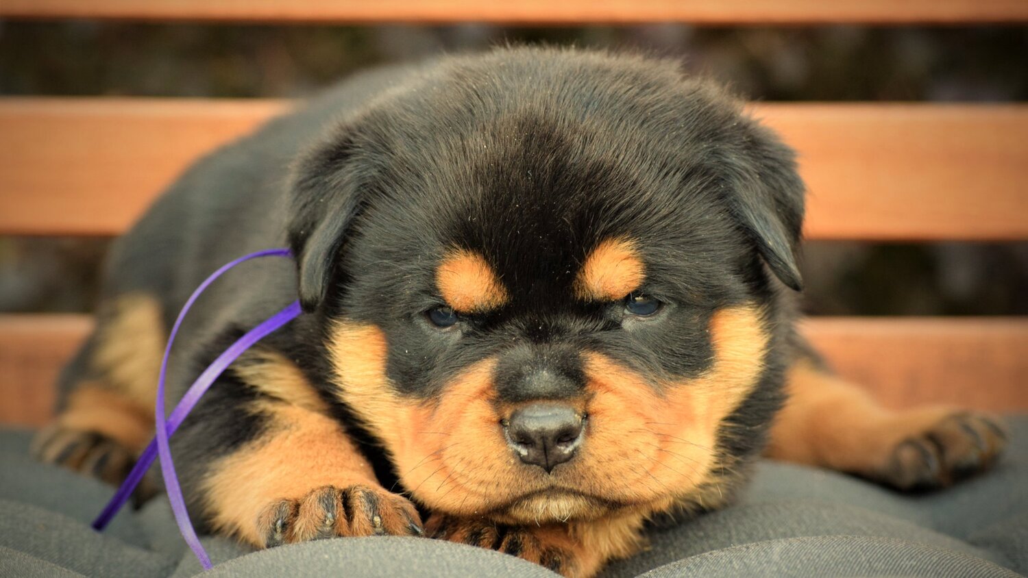 Newborn Rottweiler Puppy | vlr.eng.br