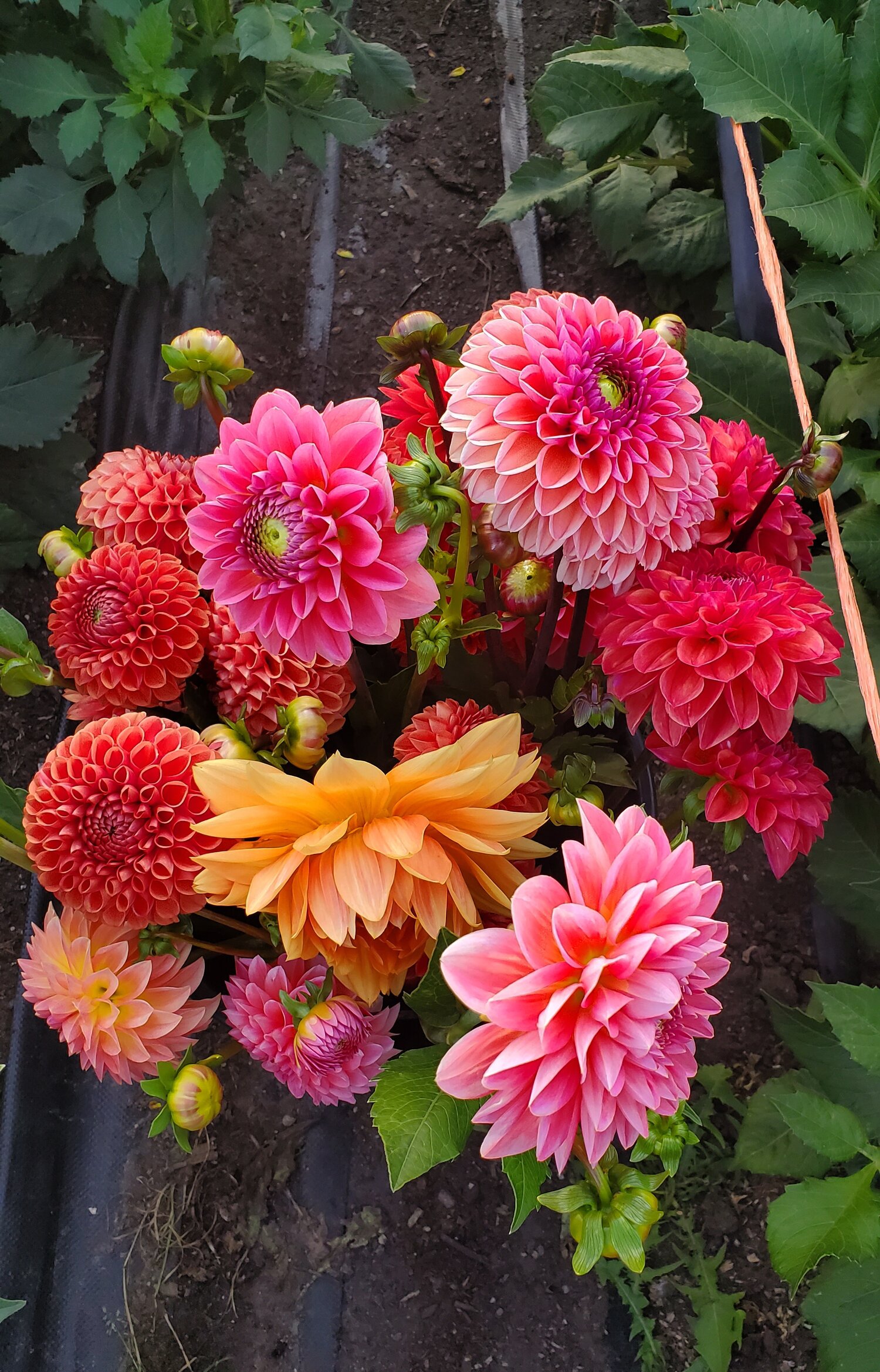 Waking up your dahlias — BOREAL BLOOMS