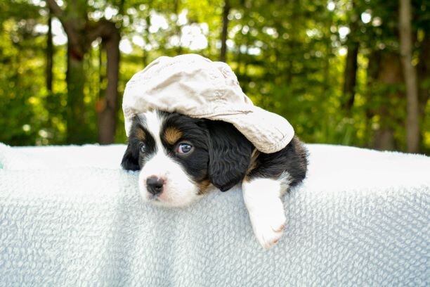 About Mini Bernese — Violet Hill Puppies