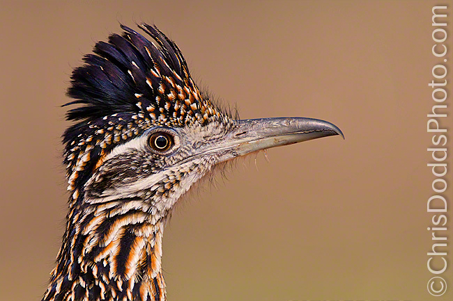 MEEP! MEEP! The Greater Roadrunner — Nature Photography Blog
