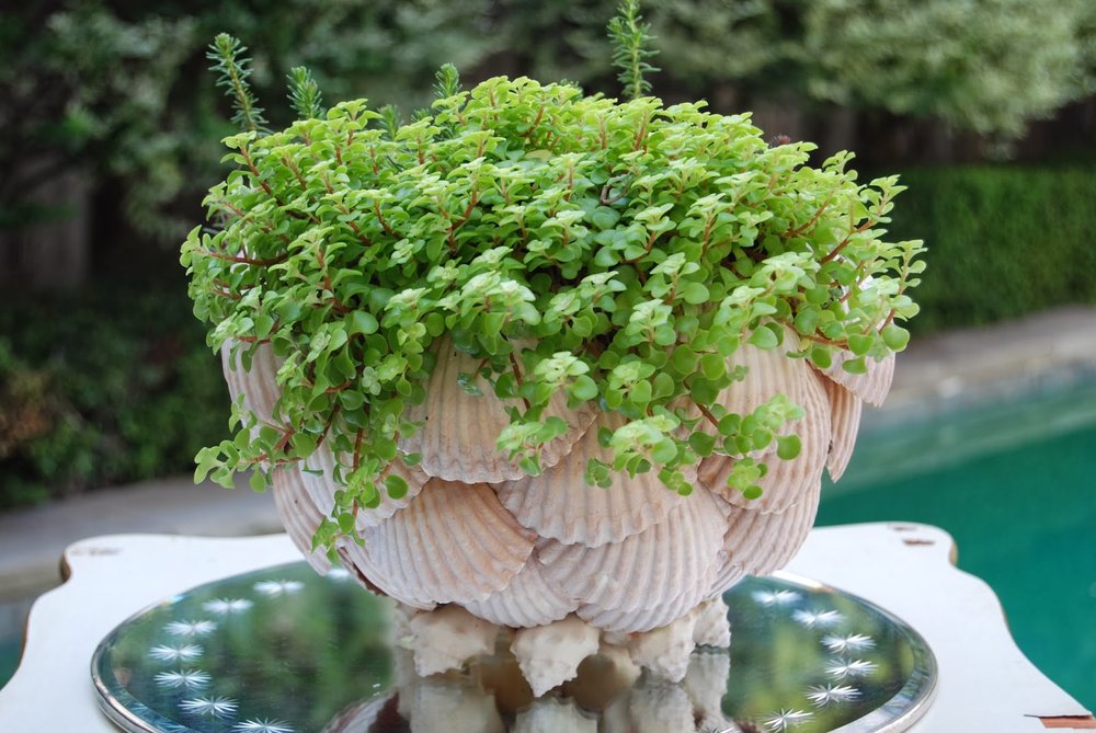 Scalloped clam shell planter