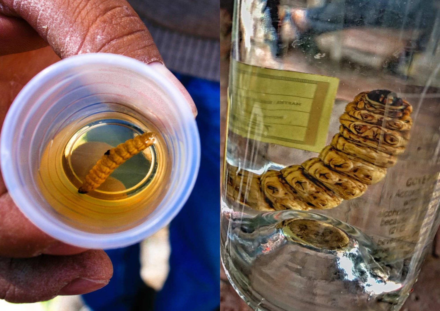 What is a Tequila Worm? Should you eat it? ... - Smartblend