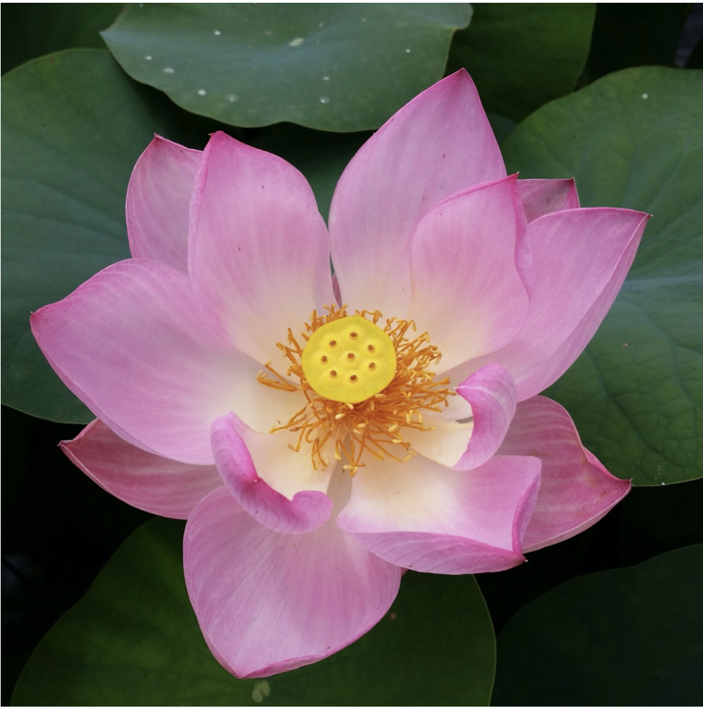 the lotus - the plant, the myth, the legend — .
