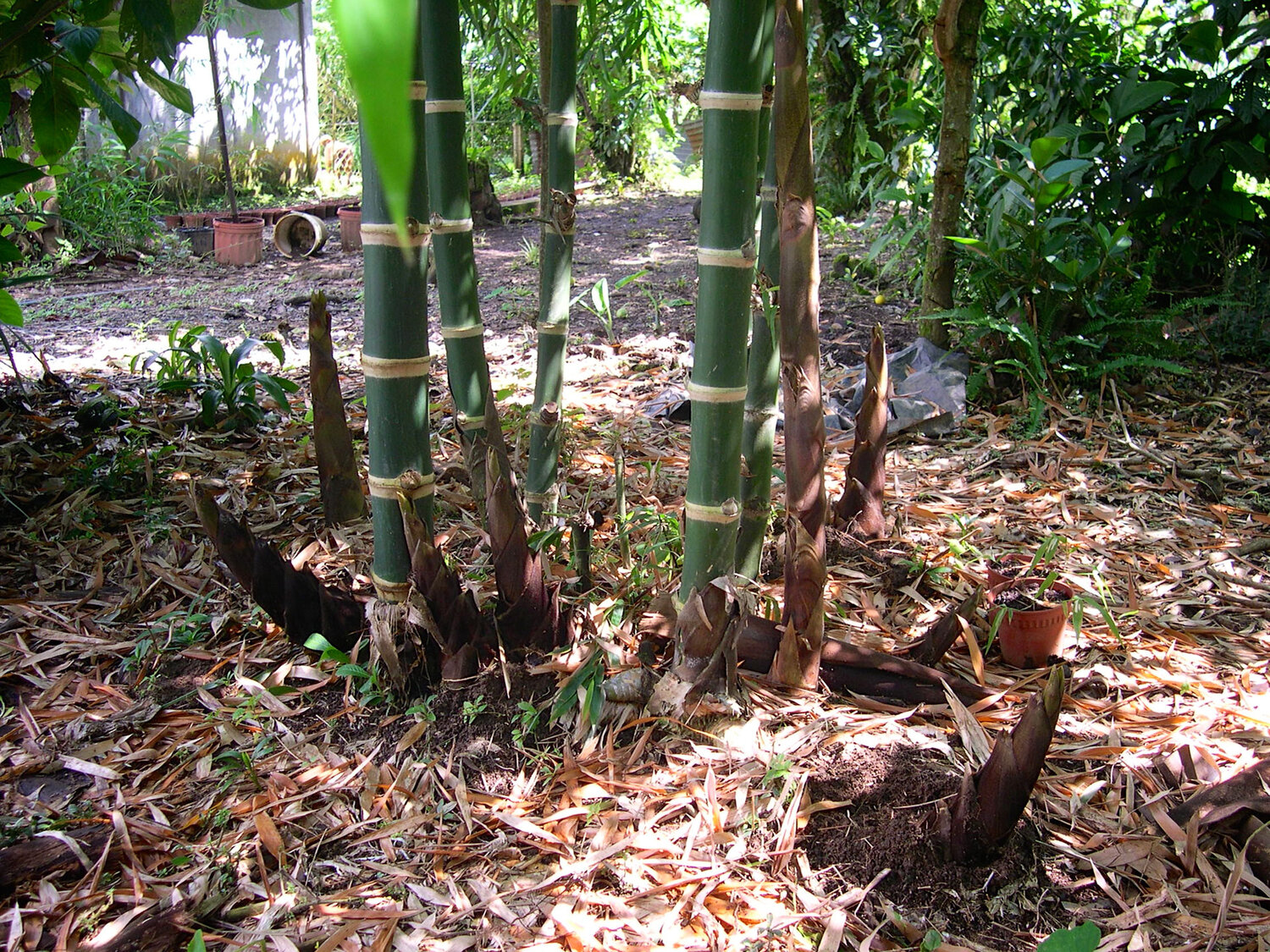 Guadua Bamboo Growing Habits