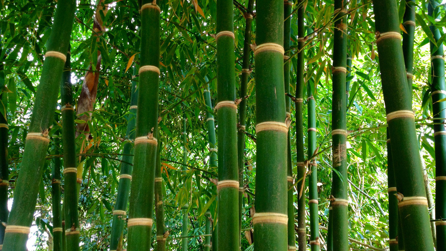 Bamboo Stem Anatomy — Guadua Bamboo