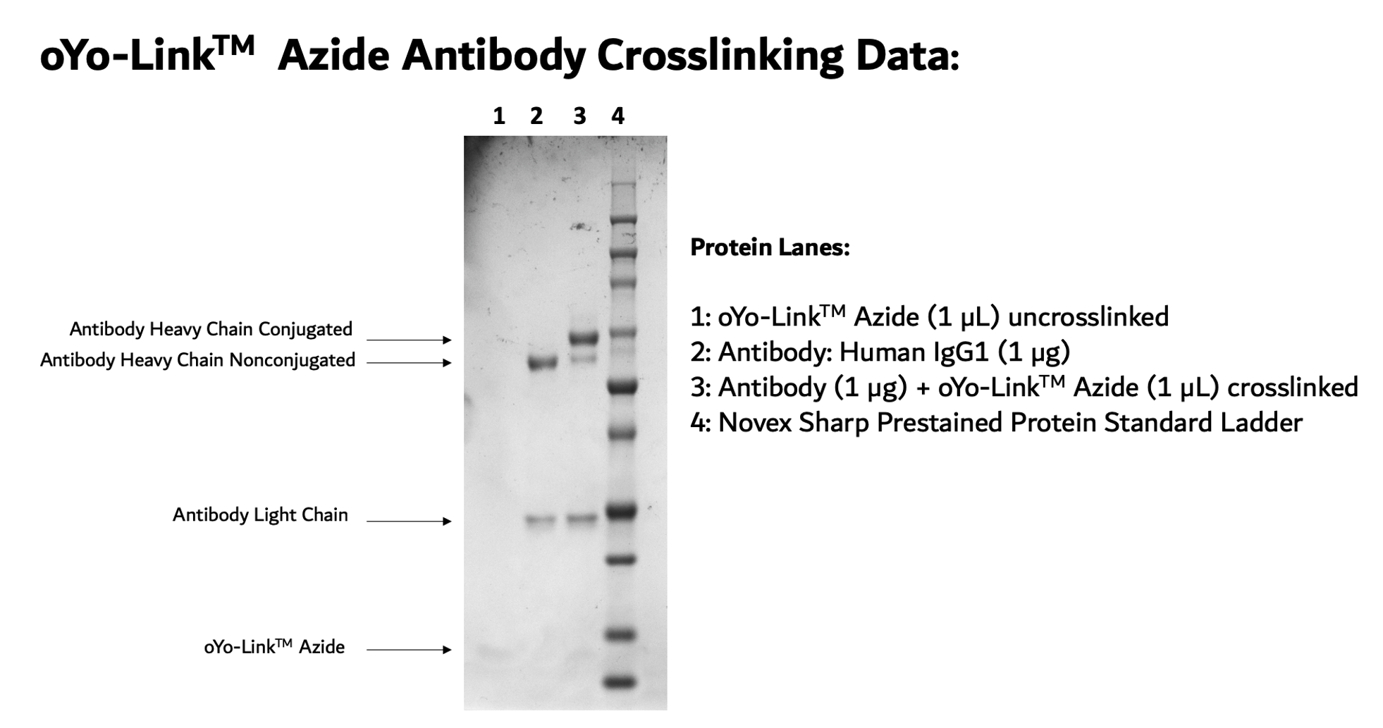 oYo-Link Azide Photo-crosslinking Efficiency shown by SDS-PAGE