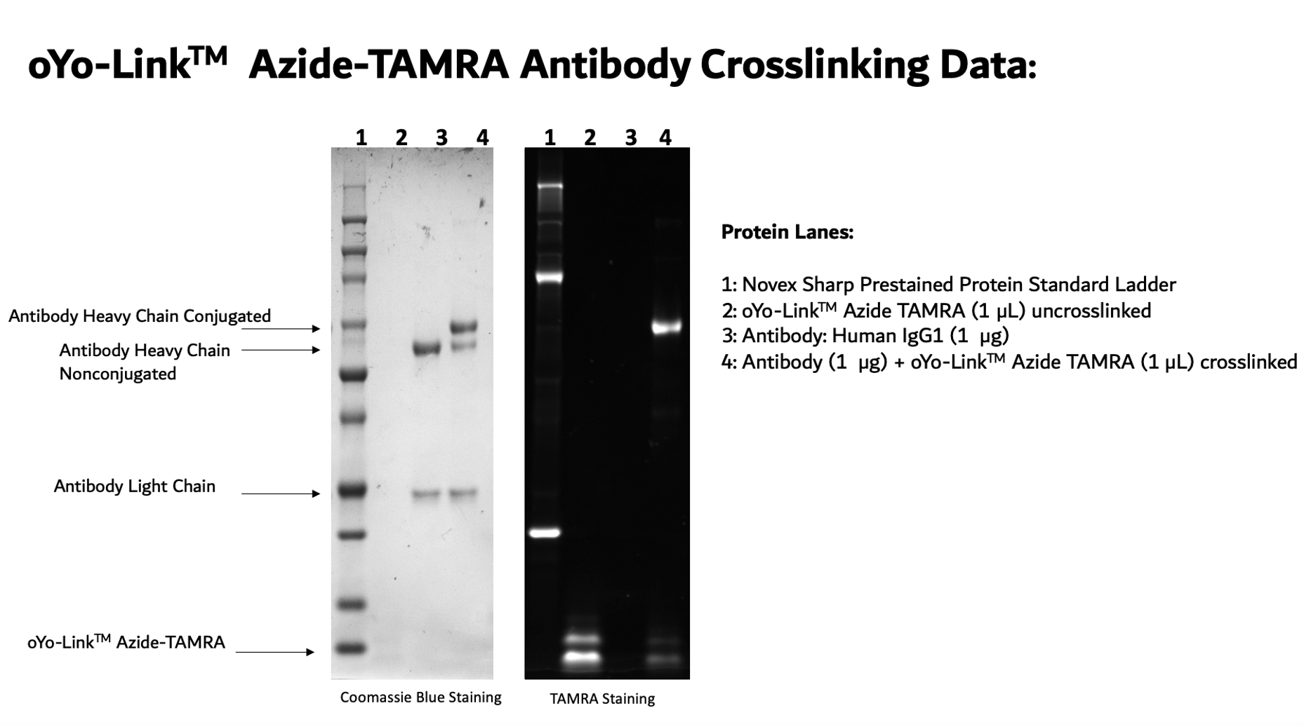 oYo-Link Azide-TAMRA Photo-crosslinking Efficiency shown by SDS-PAGE
