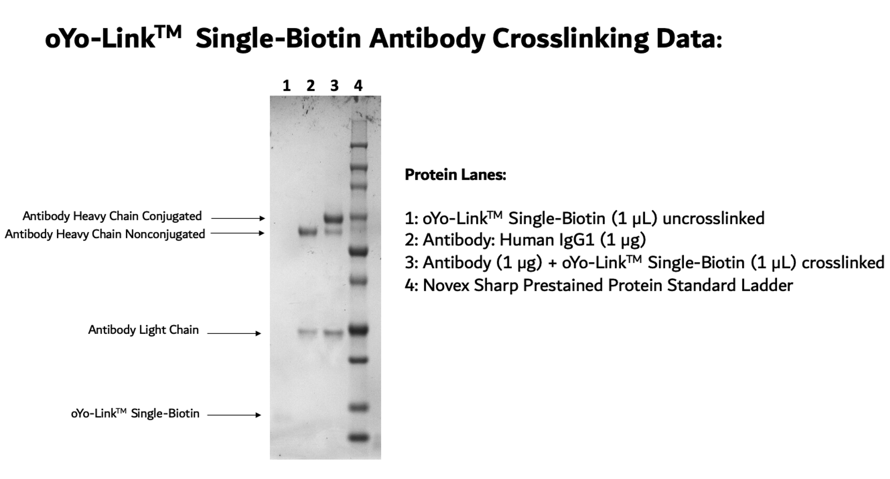 oYo-Link® Single-Biotin Photo-crosslinking Efficiency shown by SDS-PAGE