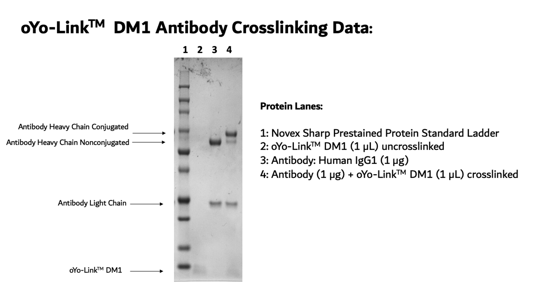 oYo-Link® DM1 Photo-crosslinking Efficiency shown by SDS-PAGE