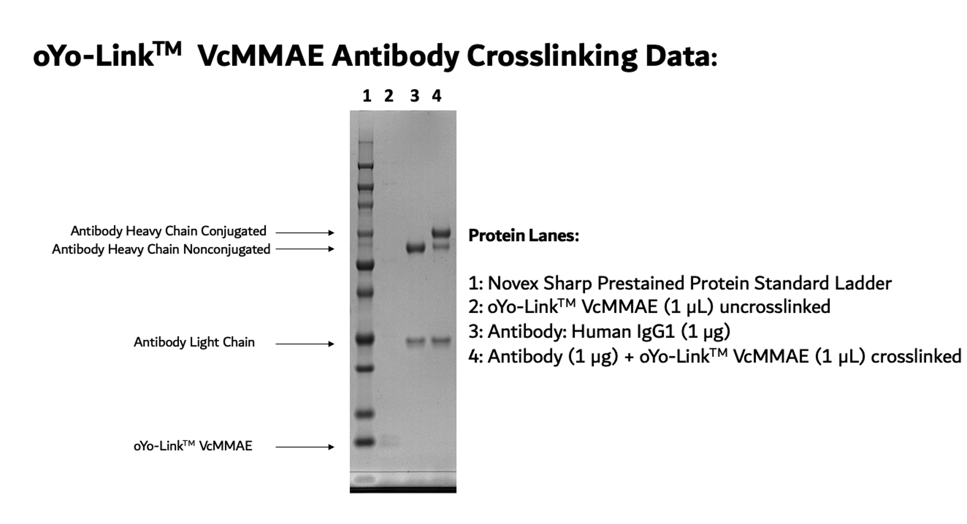 oYo-Link® VcMMAE Photo-crosslinking Efficiency shown by SDS-PAGE