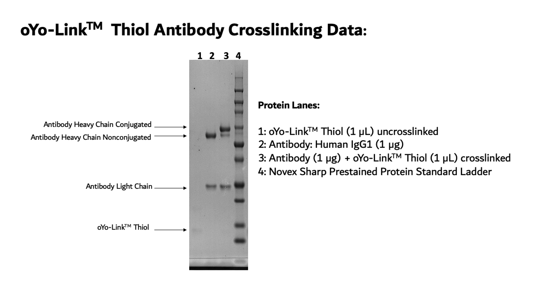 oYo-Link Thiol Photo-crosslinking Efficiency shown by SDS-PAGE