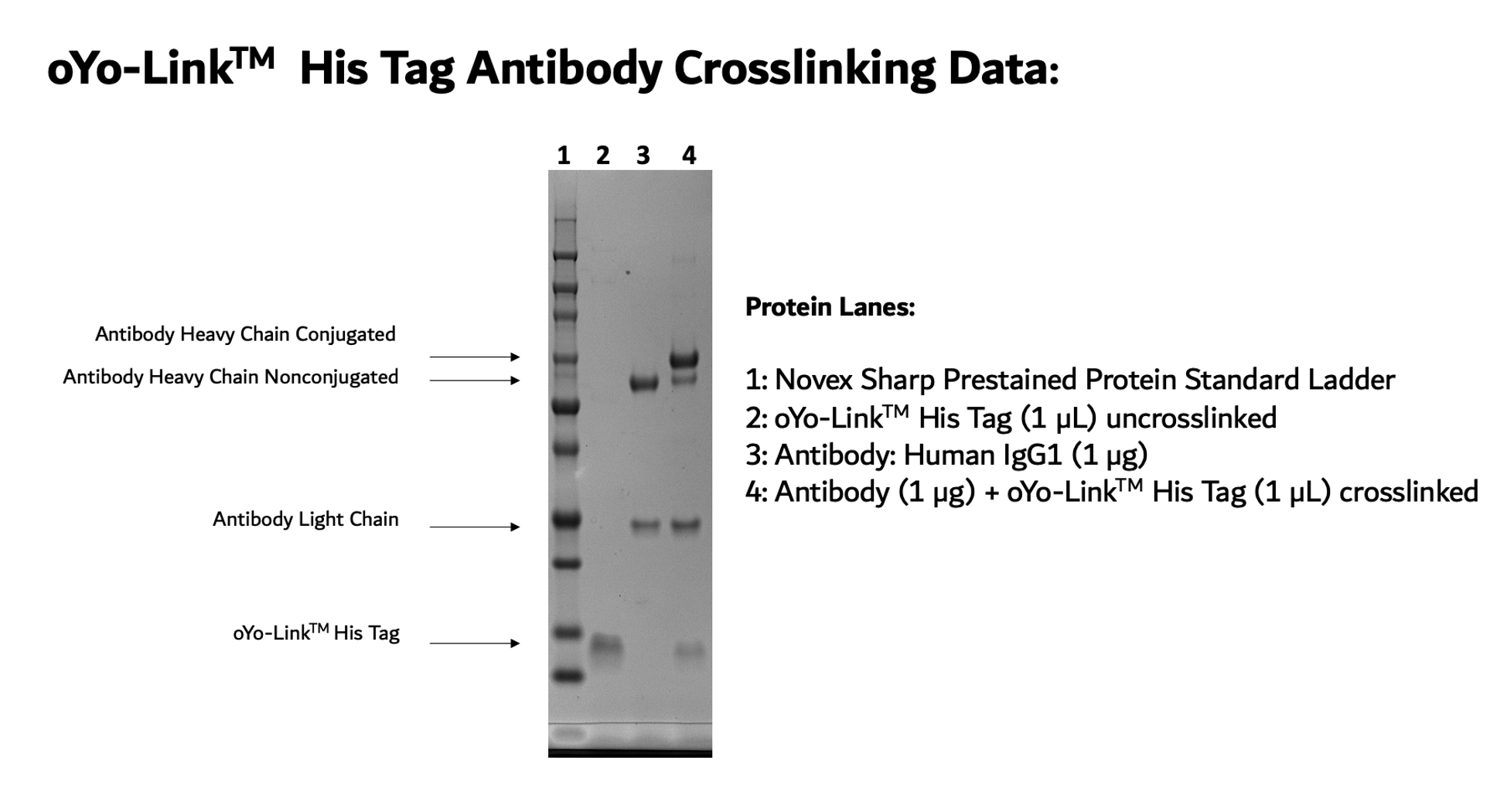 oYo-Link® His12 Tag Photo-crosslinking Efficiency shown by SDS-PAGE