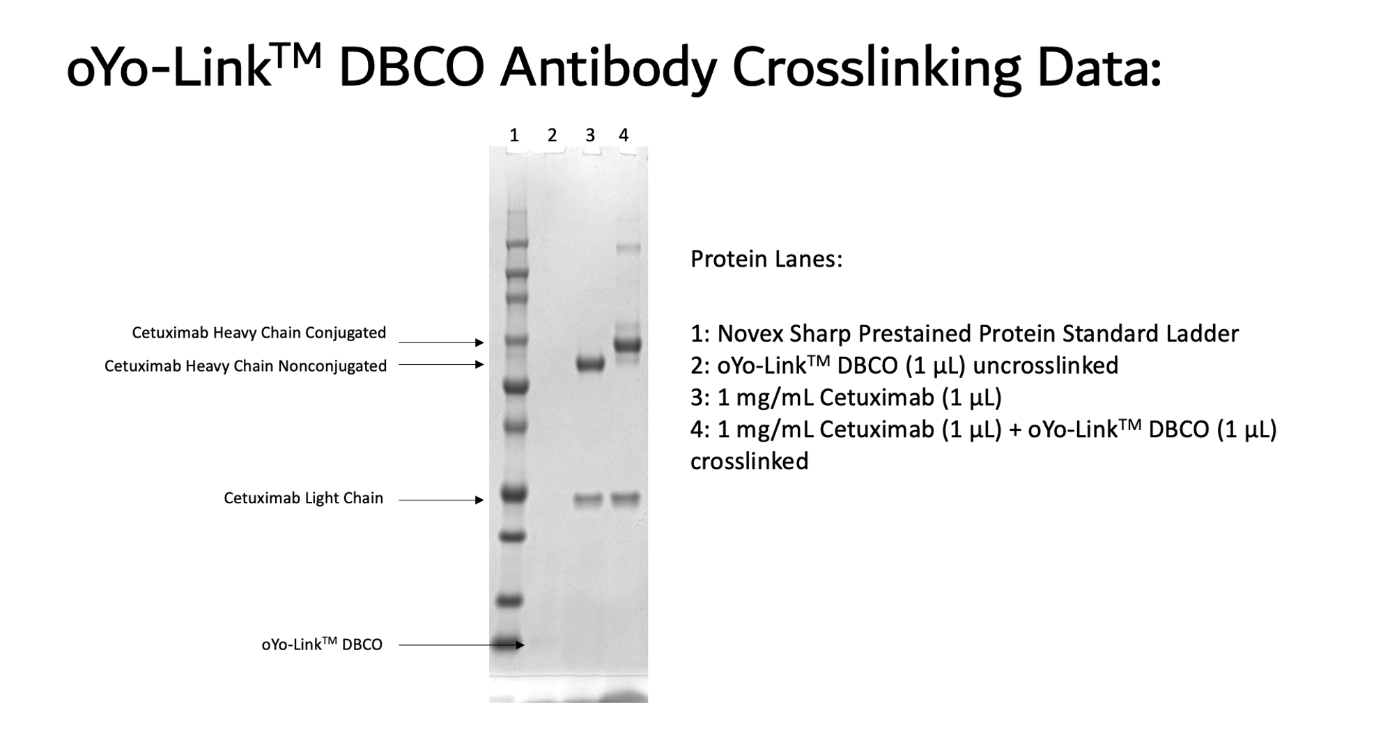oYo-Link DBCO Photo-crosslinking Efficiency shown by SDS-PAGE