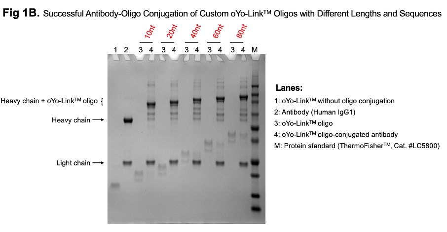 Fig 1B. Crosslinking Data for Oligo of Varying Length & Sequence: