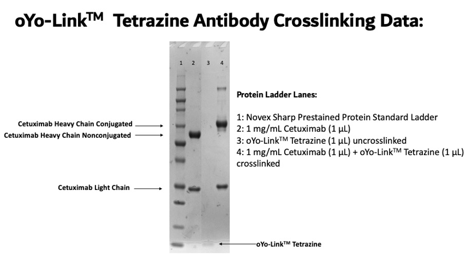 oYo-Link Tetrazine Photo-crosslinking Efficiency shown by SDS-PAGE