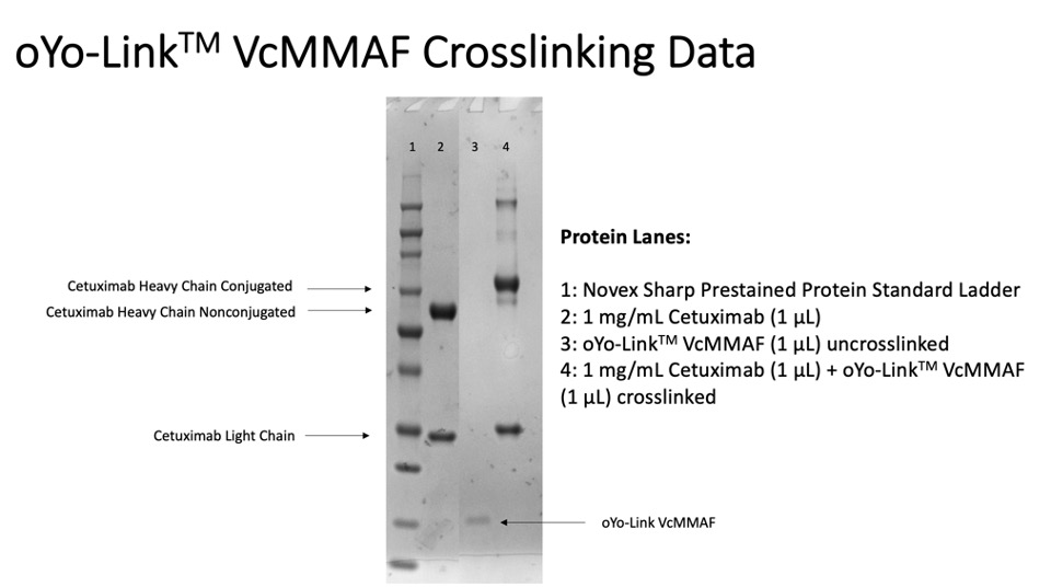 oYo-Link® VcMMAF Photo-crosslinking Efficiency shown by SDS-PAGE