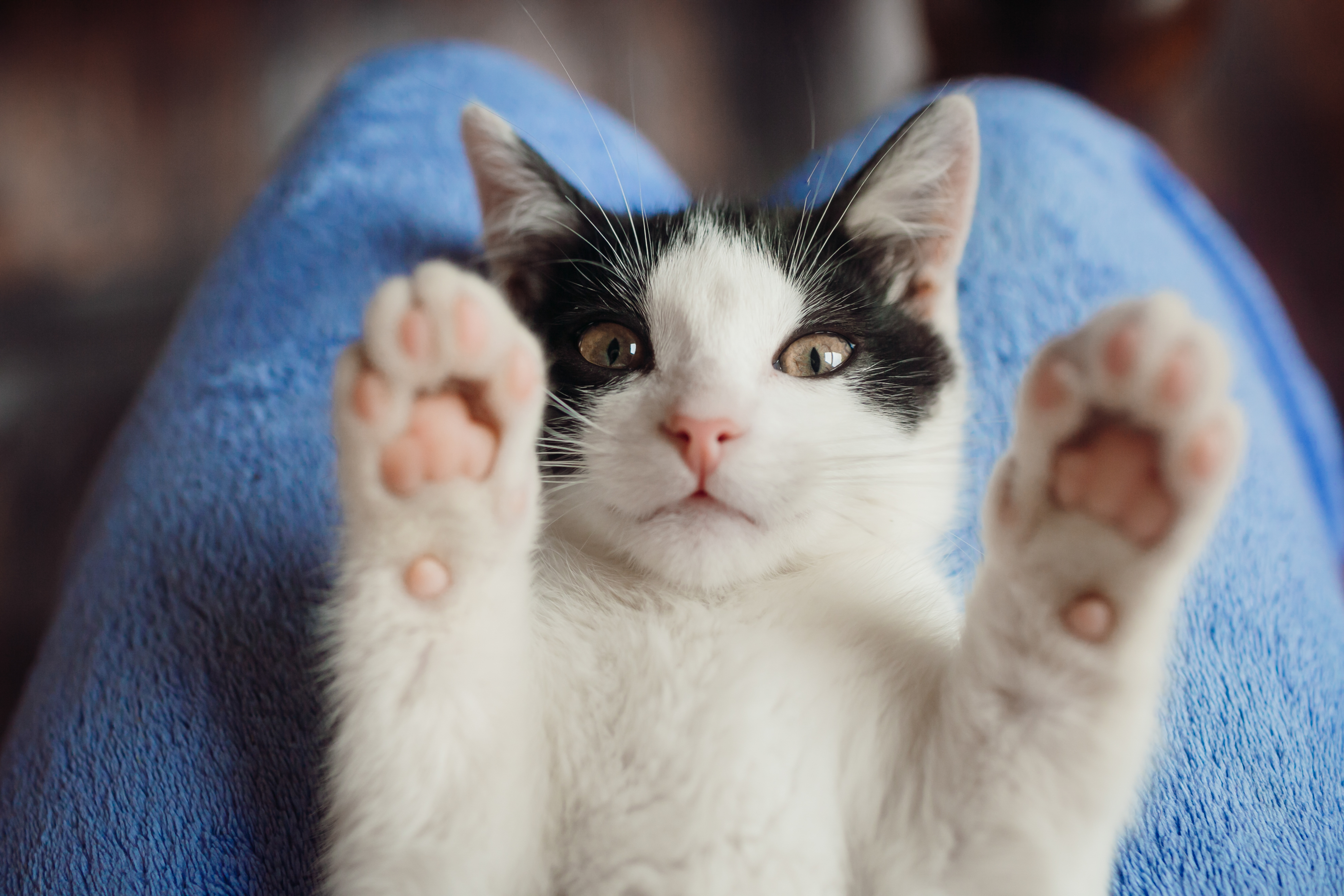 cat with paws in the air