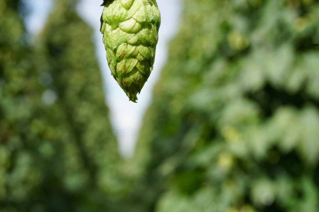Hop Harvest comes to a Close in the Pacific Northwest — New School Beer +  Cider