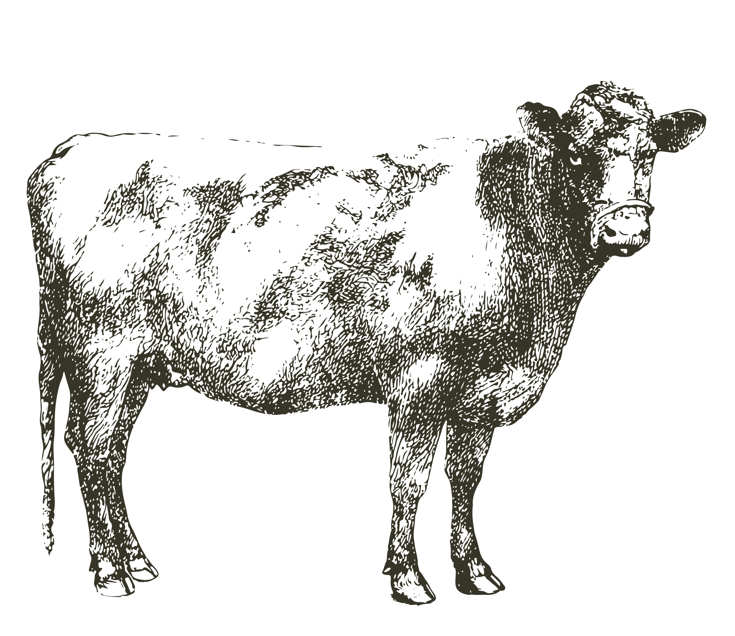 Vintage Cow Illustration