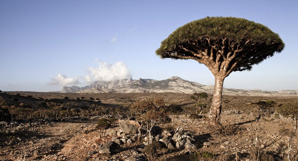 Socotra - A World Apart — The Extinctions