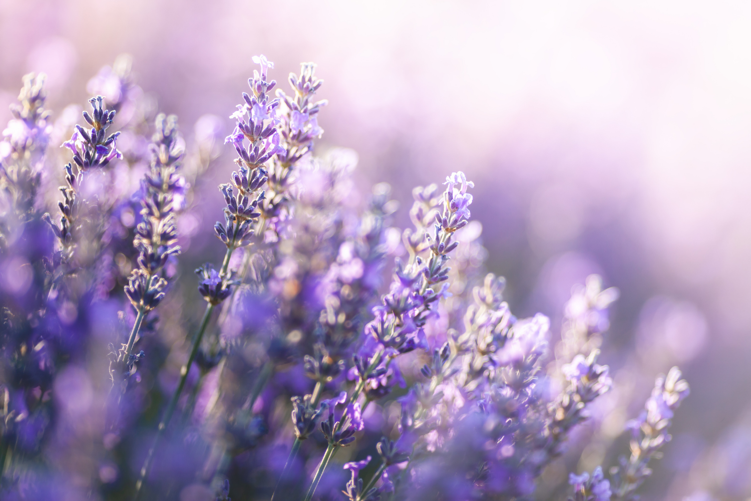 lavender essential oil.png