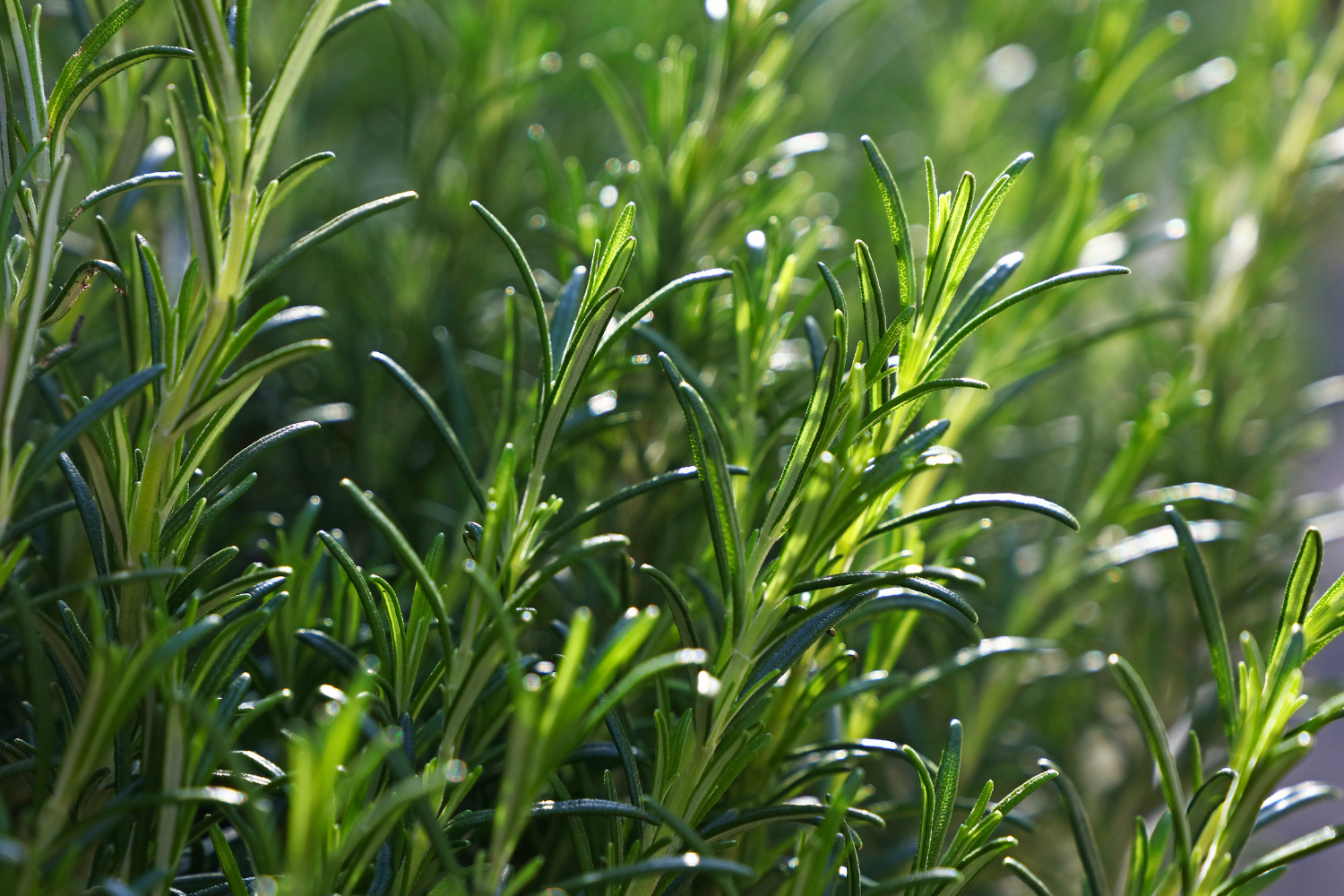 rosemary essential oil.png