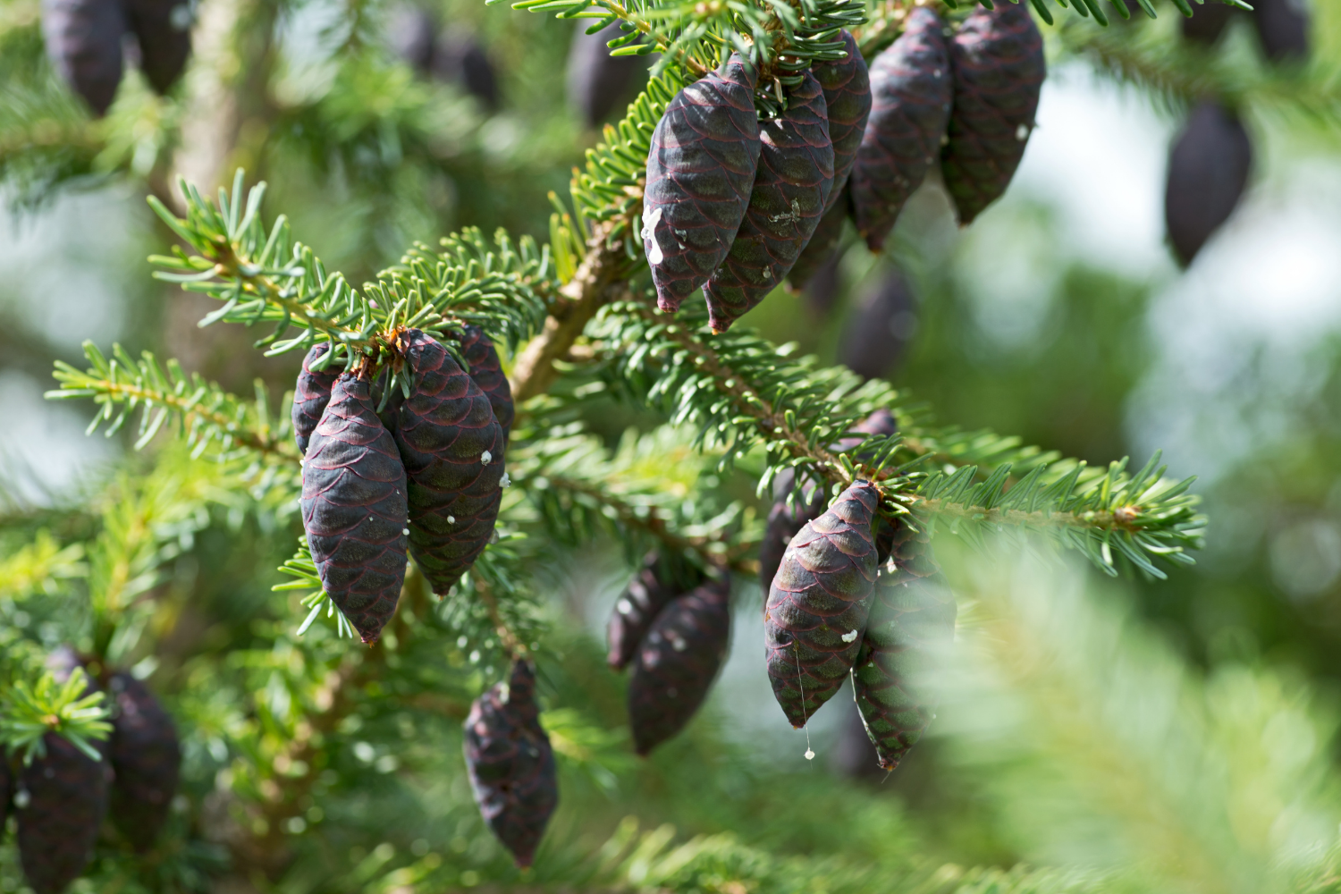 black spruce essential oil.png