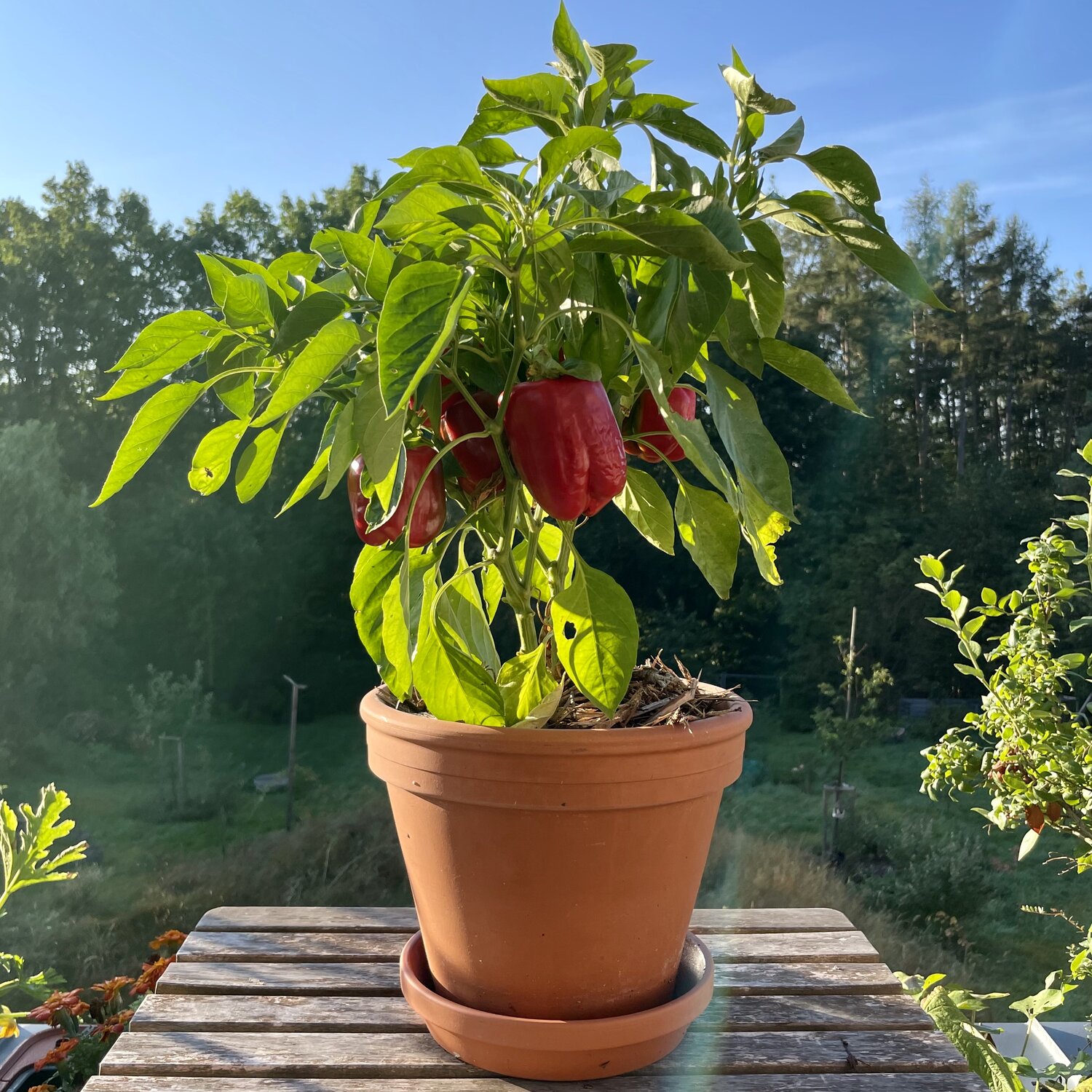 Jak pěstovat papriky v truhlíku?