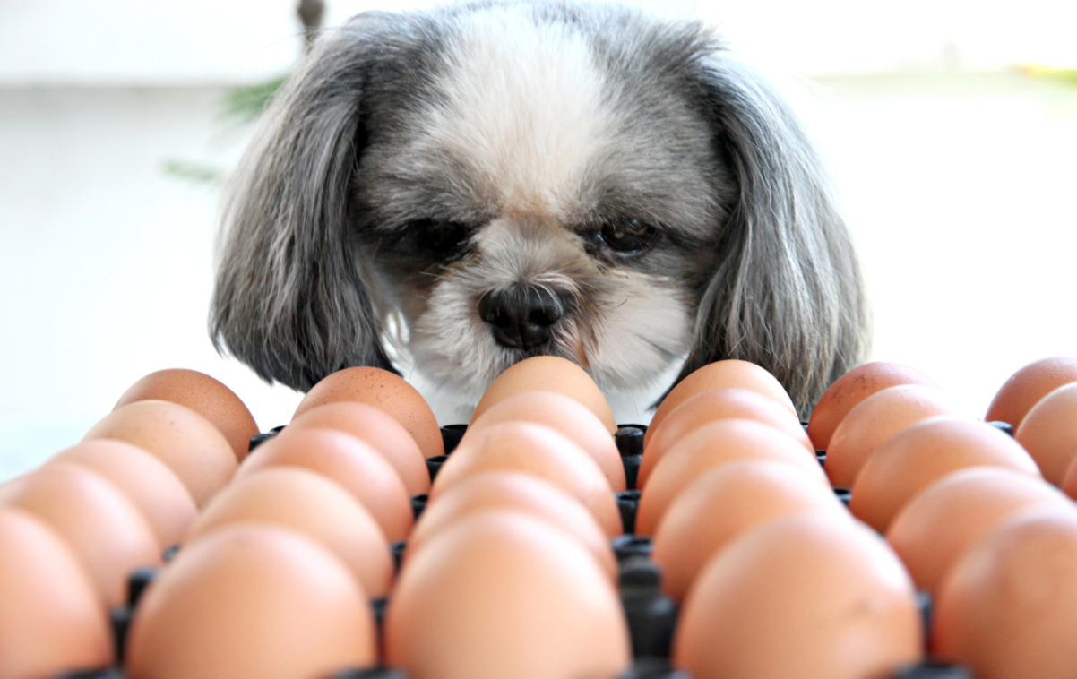 Jak často může pes vejce?