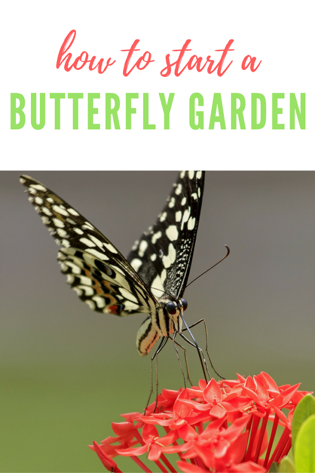 Create an environment for those pollinators and plant a butterfly garden! 