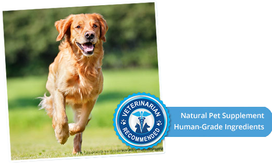 Running dog on sunny grass with veterinarian-recommended seal. Natural Pet Supplement and Human-Grade Ingredients.