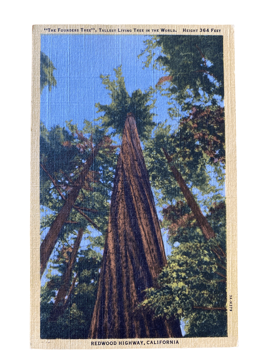 vintage-redwood-postcard