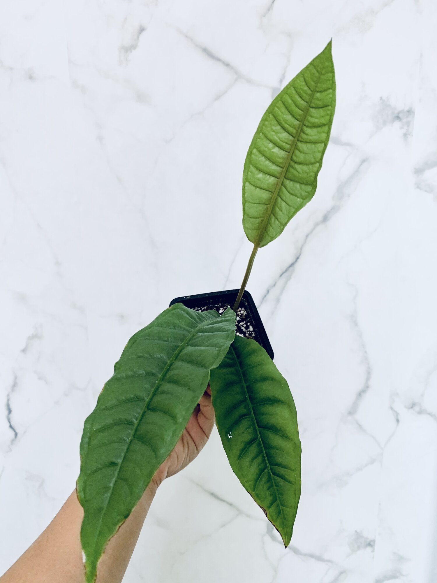 Anthurium Reflexinervium Canada  Plant  Positivity with Rowe