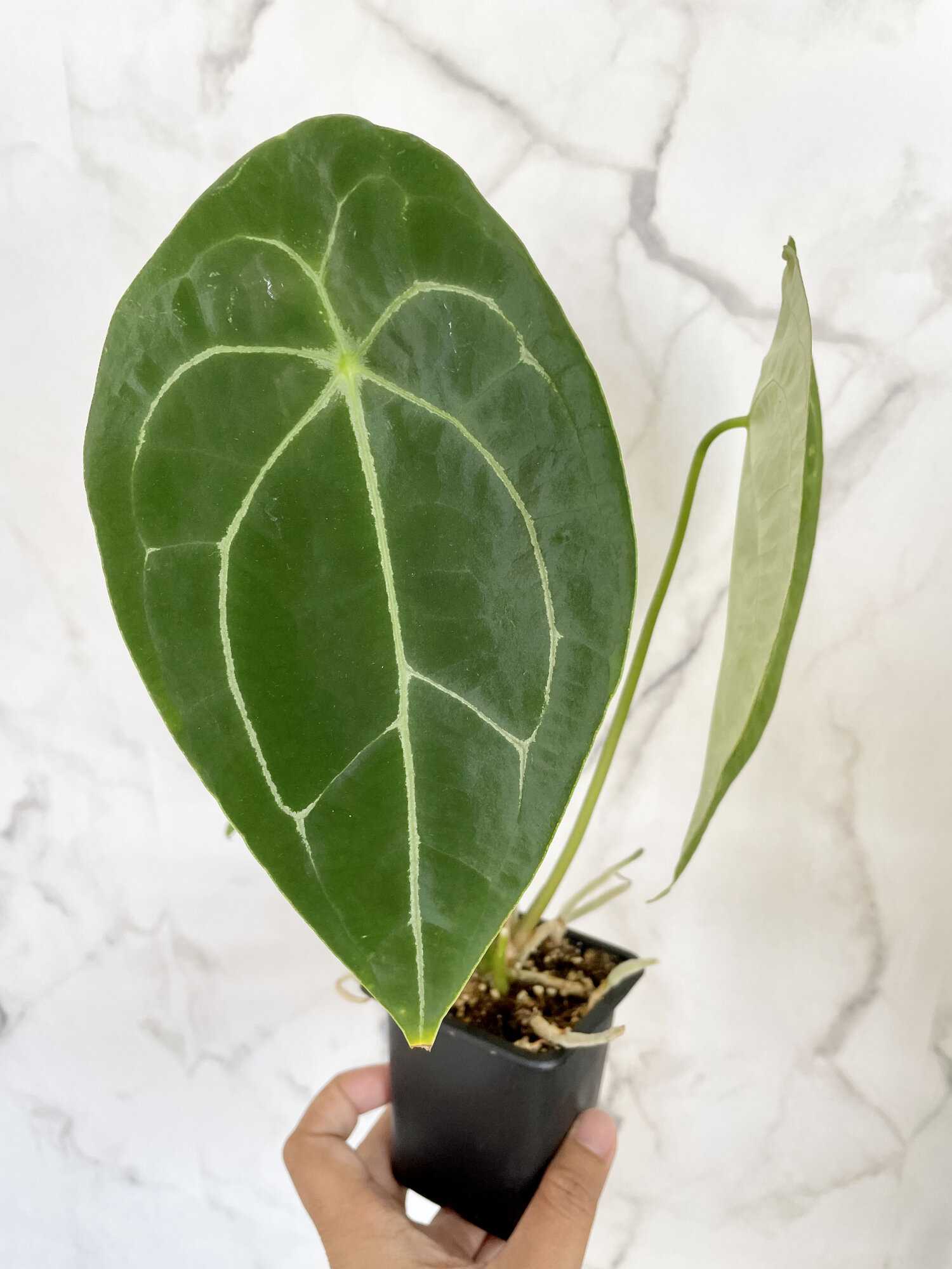 Anthurium Forgetii  Plant  Positivity with Rowe